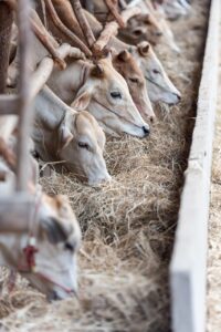 幼児のアトピーに最適な牛乳の代替ドリンクは？