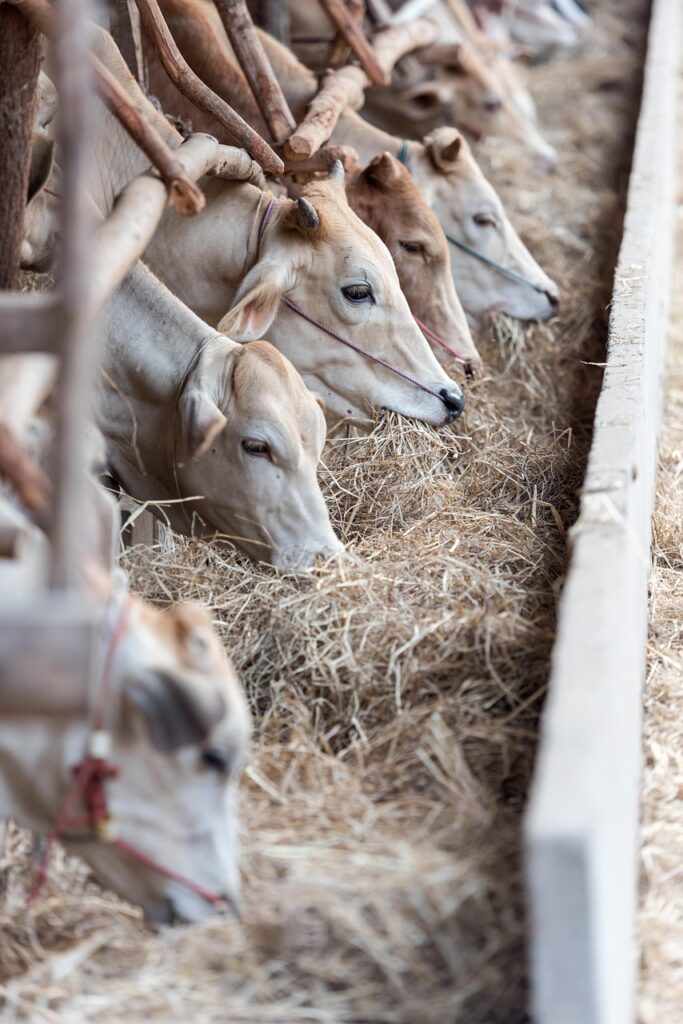 幼児のアトピーに最適な牛乳の代替ドリンクは？