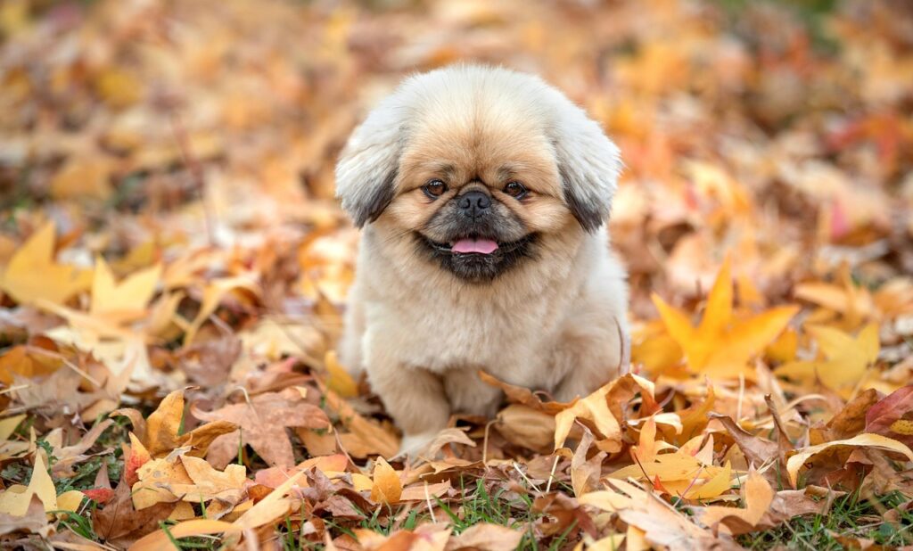 離乳食とアトピーの関係はどのようなものですか？