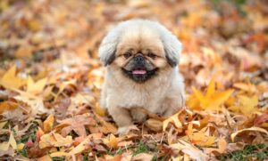 離乳食とアトピーの関係はどのようなものですか？