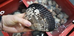 幼児のアトピー改善に効果的な無添加食事とは？