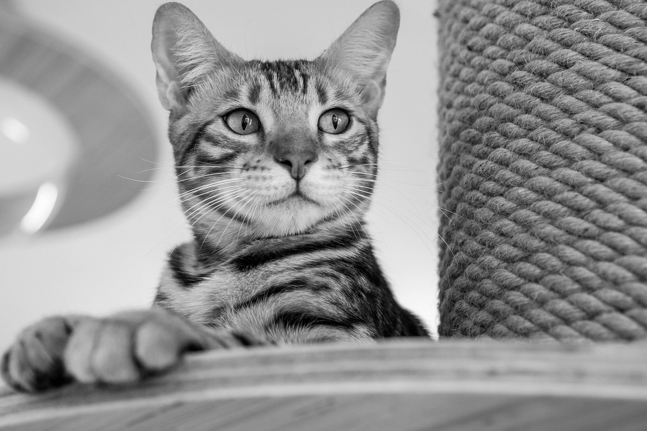 幼児のアトピーととびひの見分け方は？